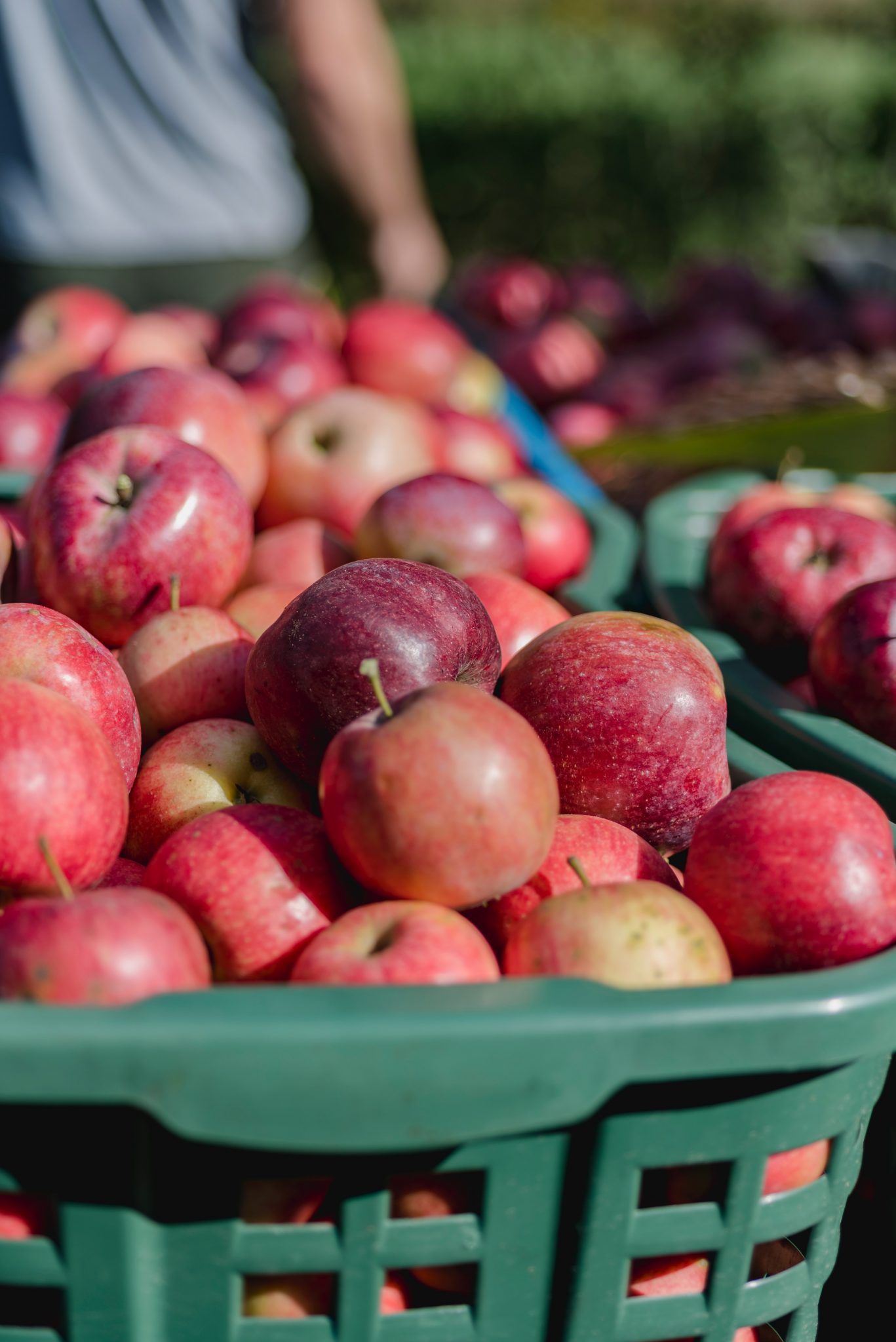 Picking Apples in Virginia | Homemade Recipe