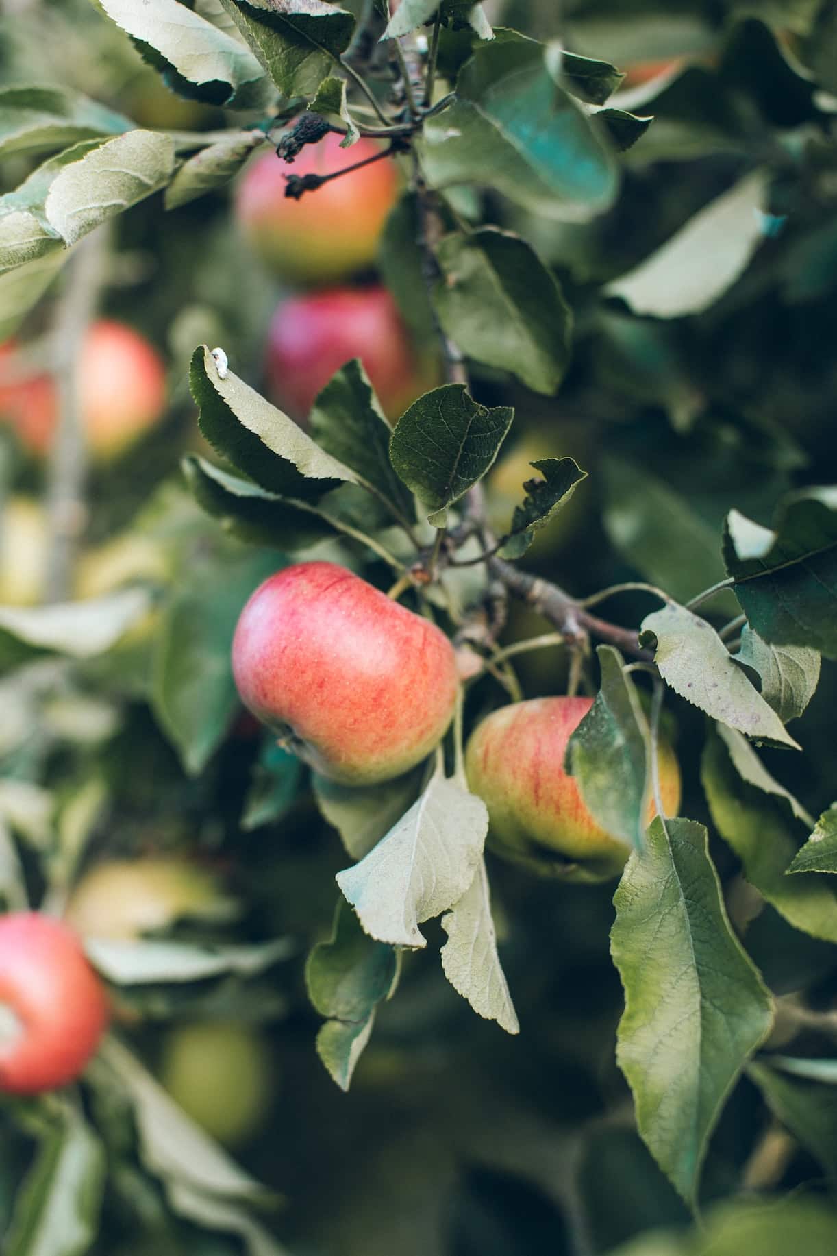 Apple Picking in Virginia | Best Apple Butter Recipe