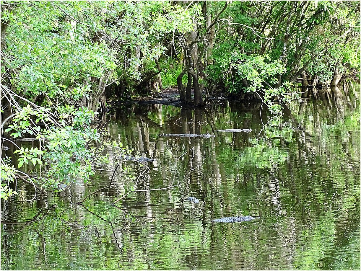 Babcock Ranch Eco Tours Florida Alligators