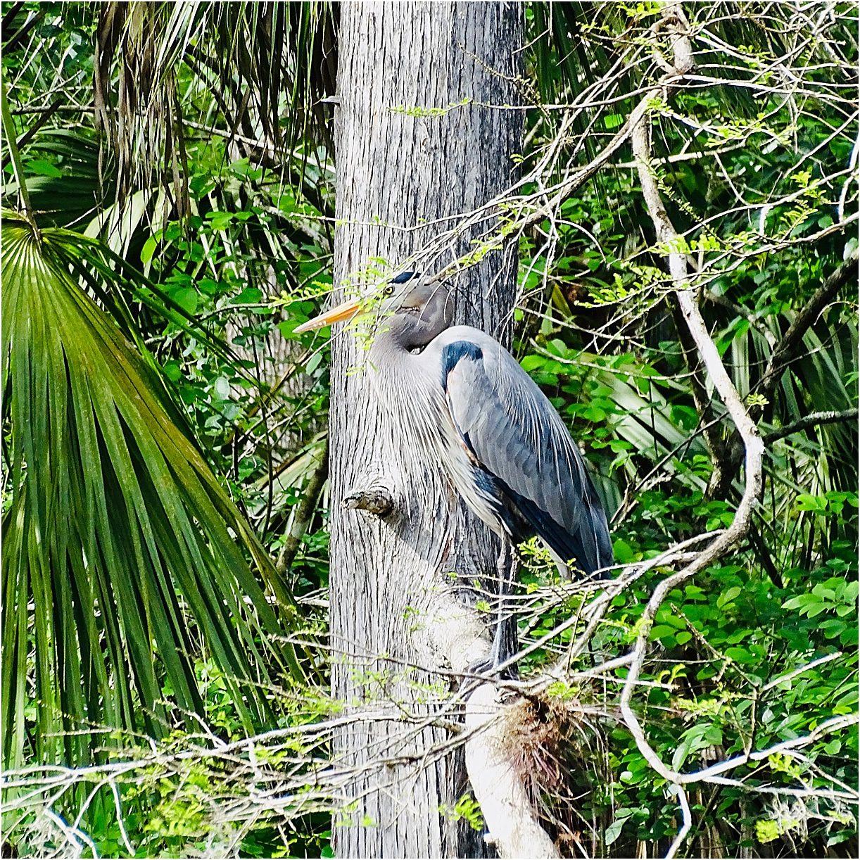 Babcock Ranch Eco Tours Florida Bird
