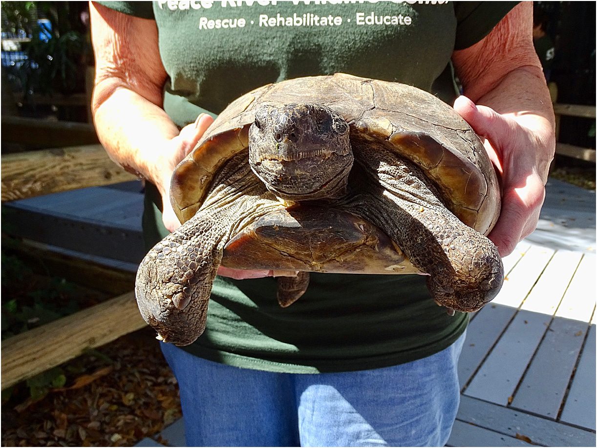Peace River Wildlife Center Punta Gorda Florida Turtle