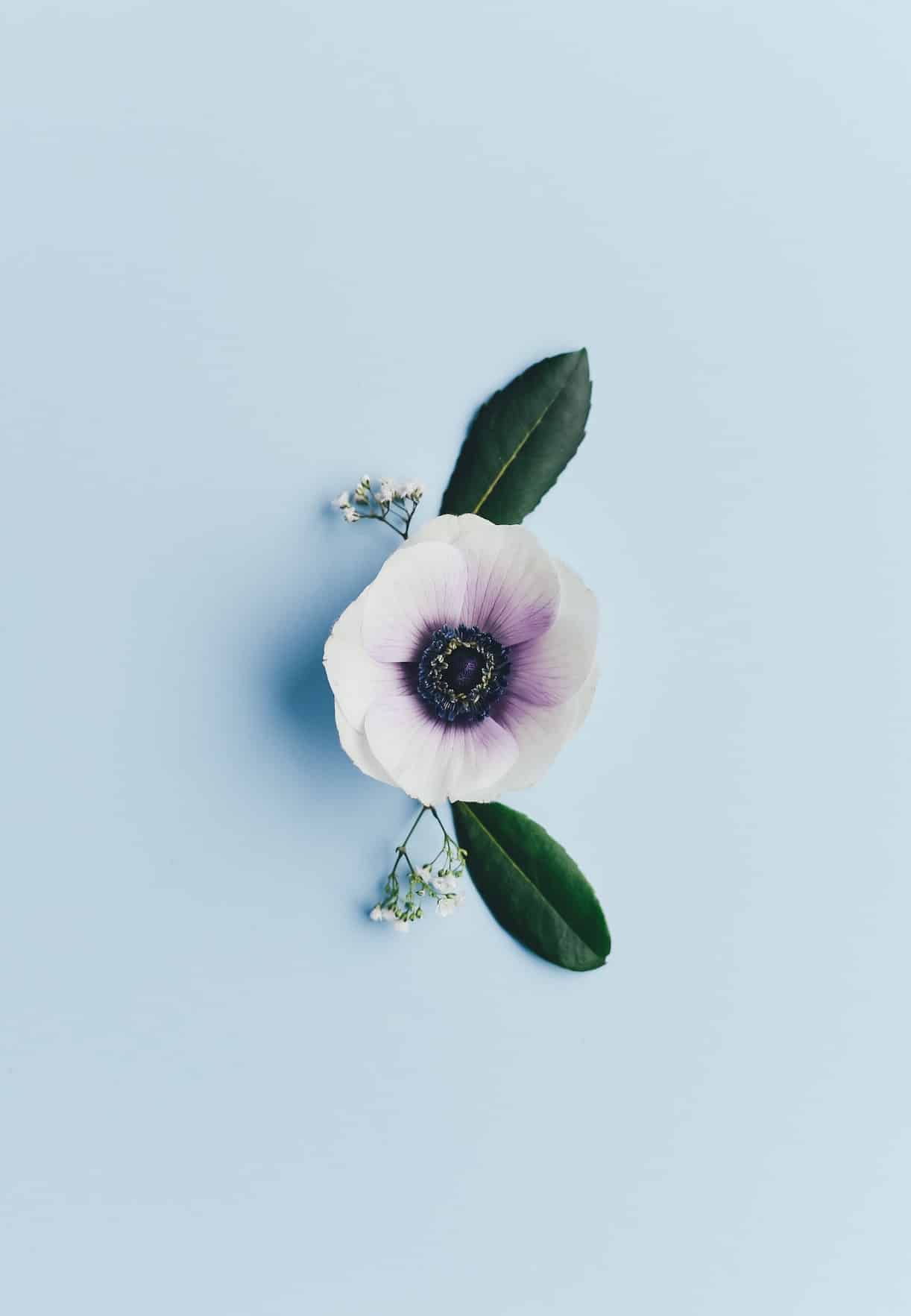 Anenome Flower for Winter Weddings