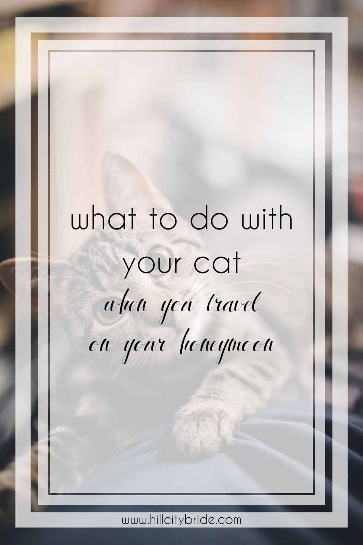 10 Fabulous Tips on What to Do With Your Cat When You Travel