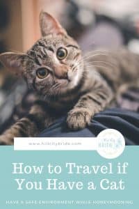 10 Fabulous Tips on What to Do With Your Cat When You Travel - HCB