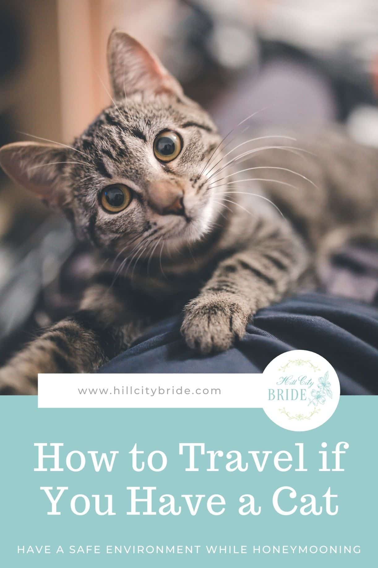 What to Do With Your Cat When You Travel