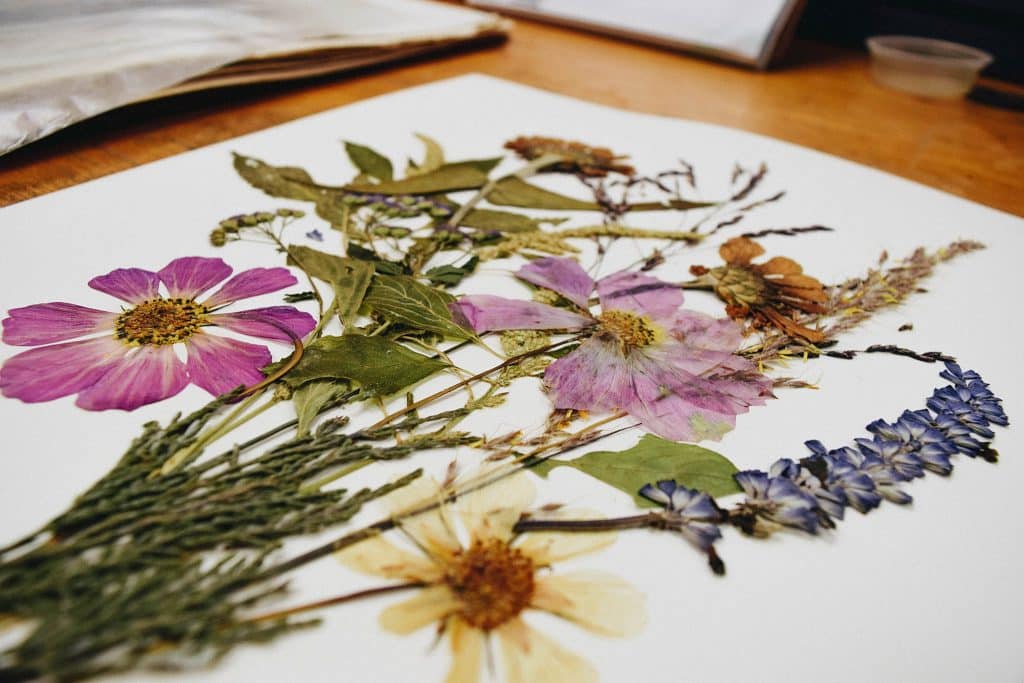 How to Press Flowers for Framing