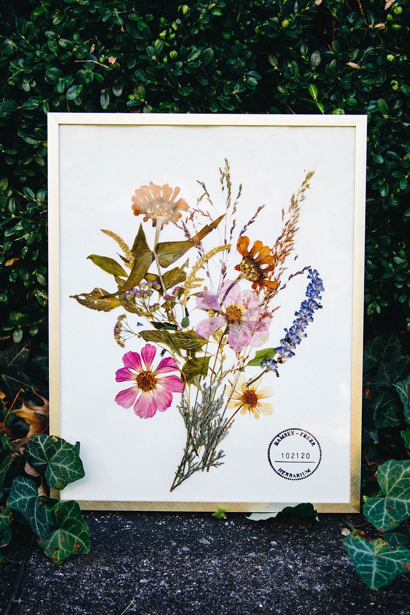 Framing Pressed Flowers Lynchburg Virginia Ramsey-Freer Herbarium