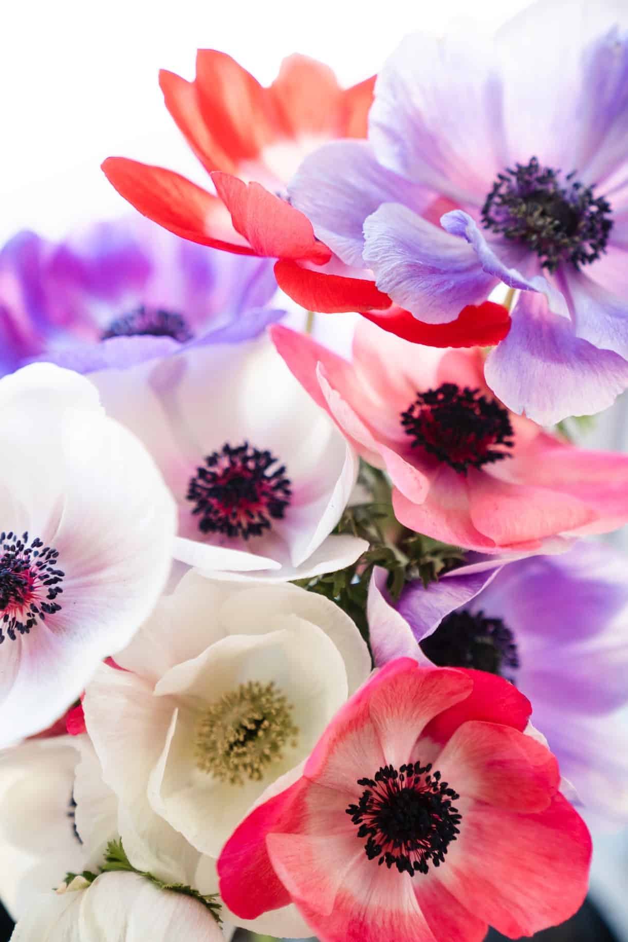 Colorful Anenomes for Weddings