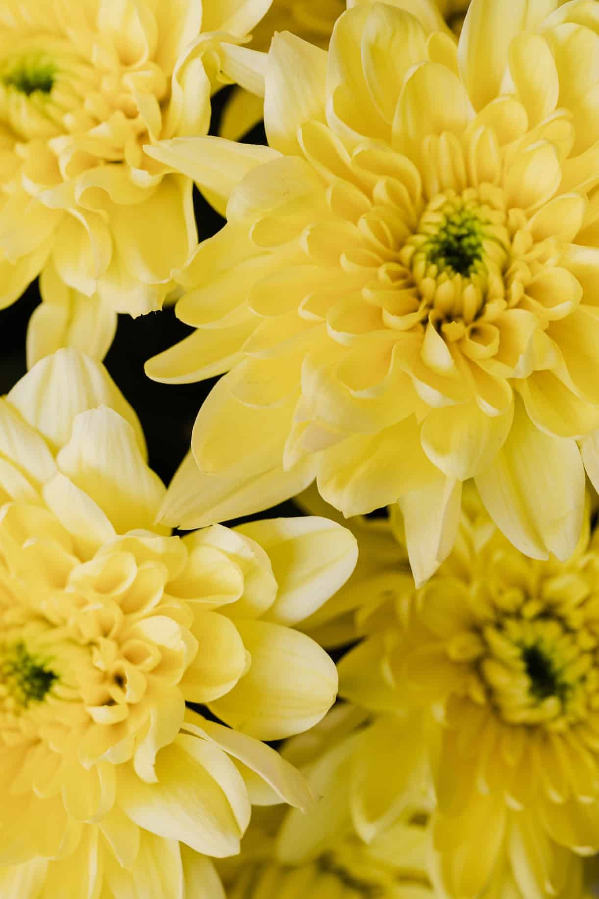 Yellow Dahilas for a Bridal Bouquet