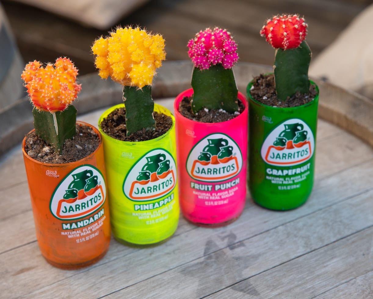 Upcycle Soda Cans into Planters for Cacti