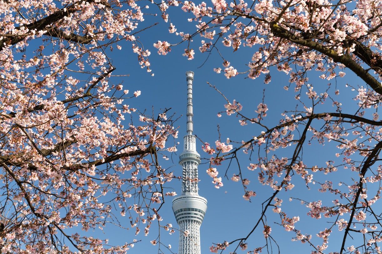 Cherry Blossoms in Tokyo Japan Honeymoon