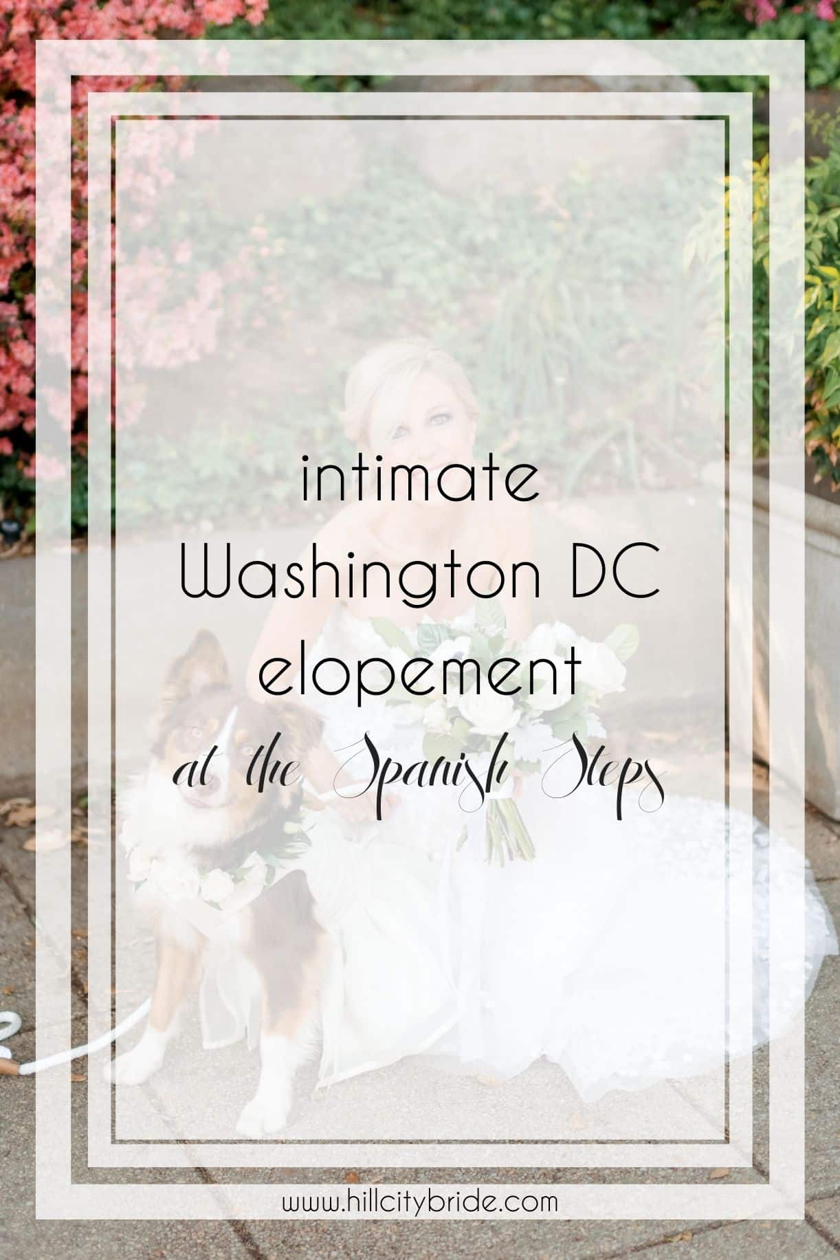 An Adorable Dog Stars in this Washington DC Spanish Steps Wedding
