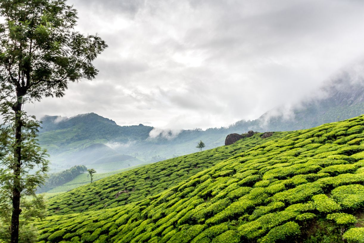 Munnar India Tea Fields Trip