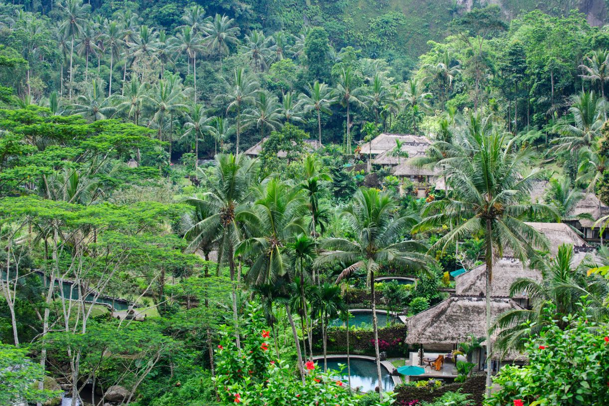 Bali Indonesia Jungle