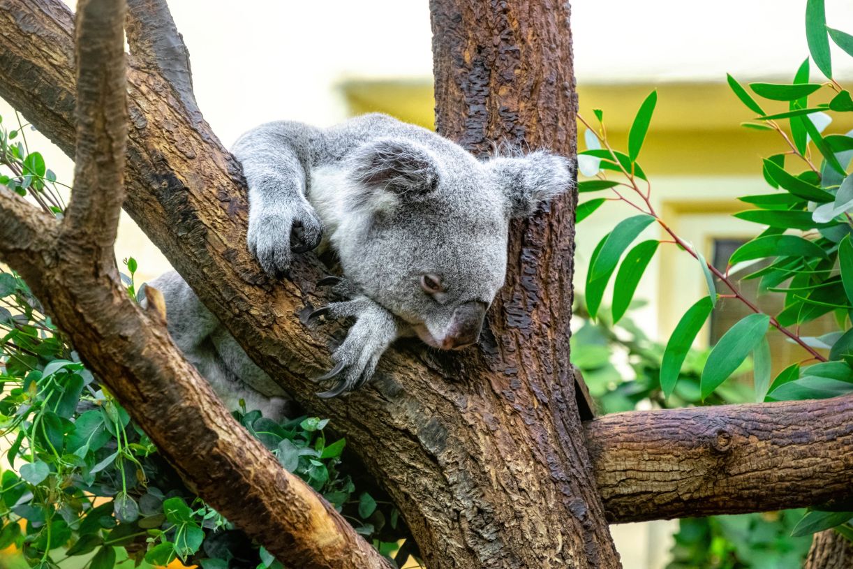 Koalas at Schönbrunn Zoo Date Idea Vienna