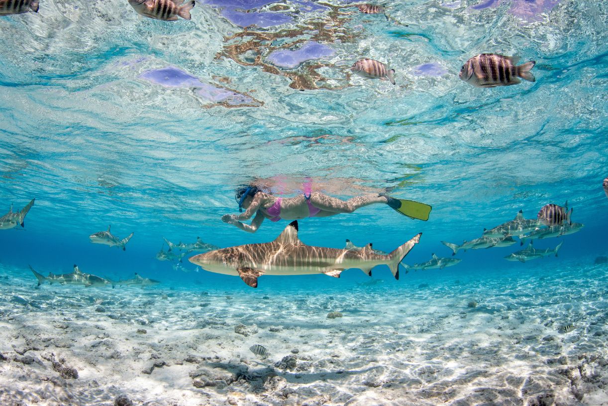 Swimming with Sharks in Bora Bora