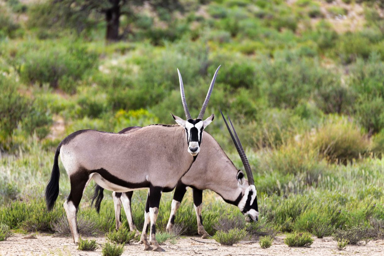 Oryx Gazella in Kalahari Gemsbok National Park South Africa Safari