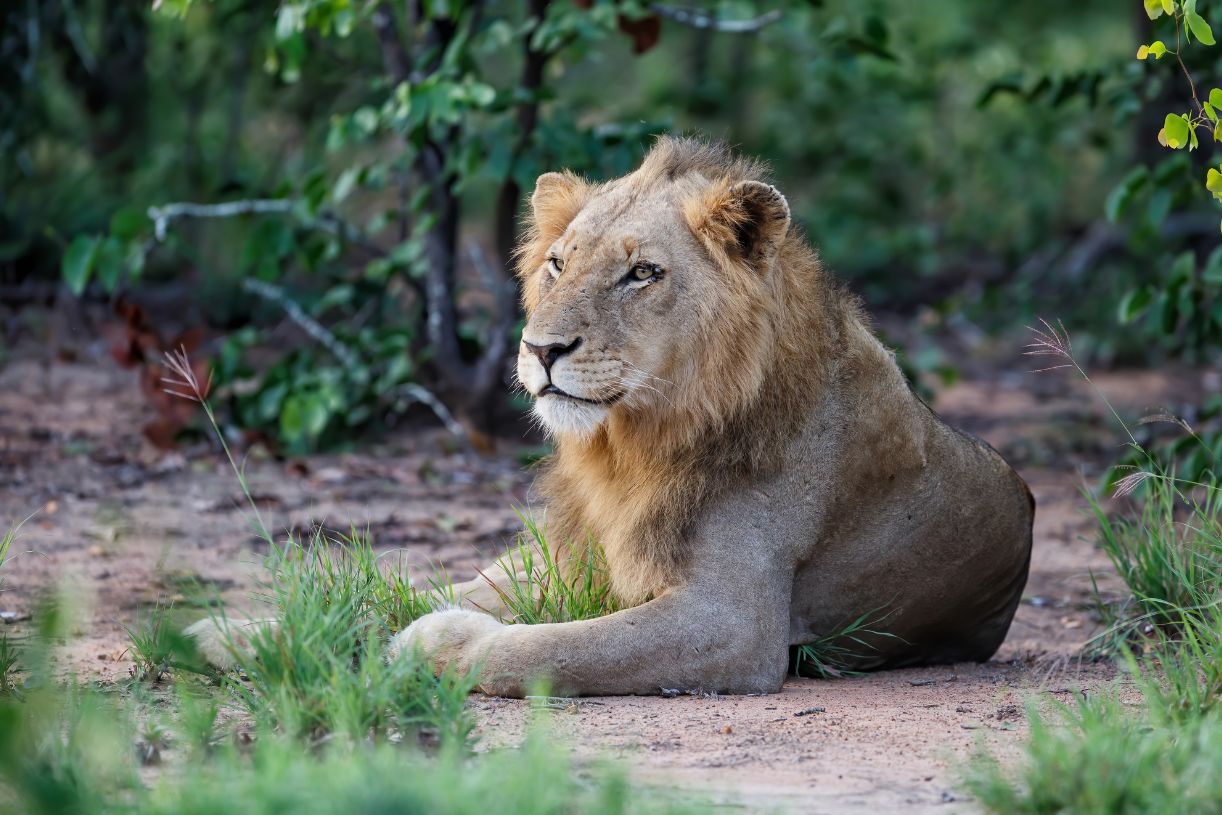 South Africa Safari Lion at Timbavati Private Nature Rese